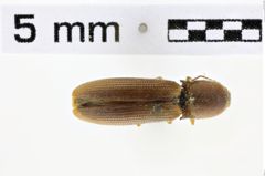Foto (Dorsalansicht) von Melanoxanthus indicus (Schimmel, 2004)